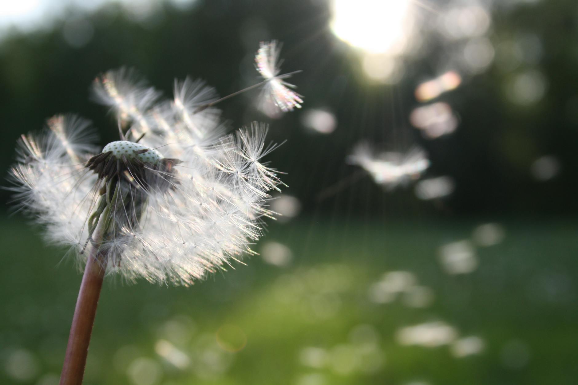Inner Light and Sound: Path to Inner Peace and Enlightenment