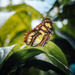 butterfly on leaf