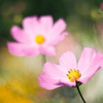 beautiful pink cosmos flowers in bloom outdoors