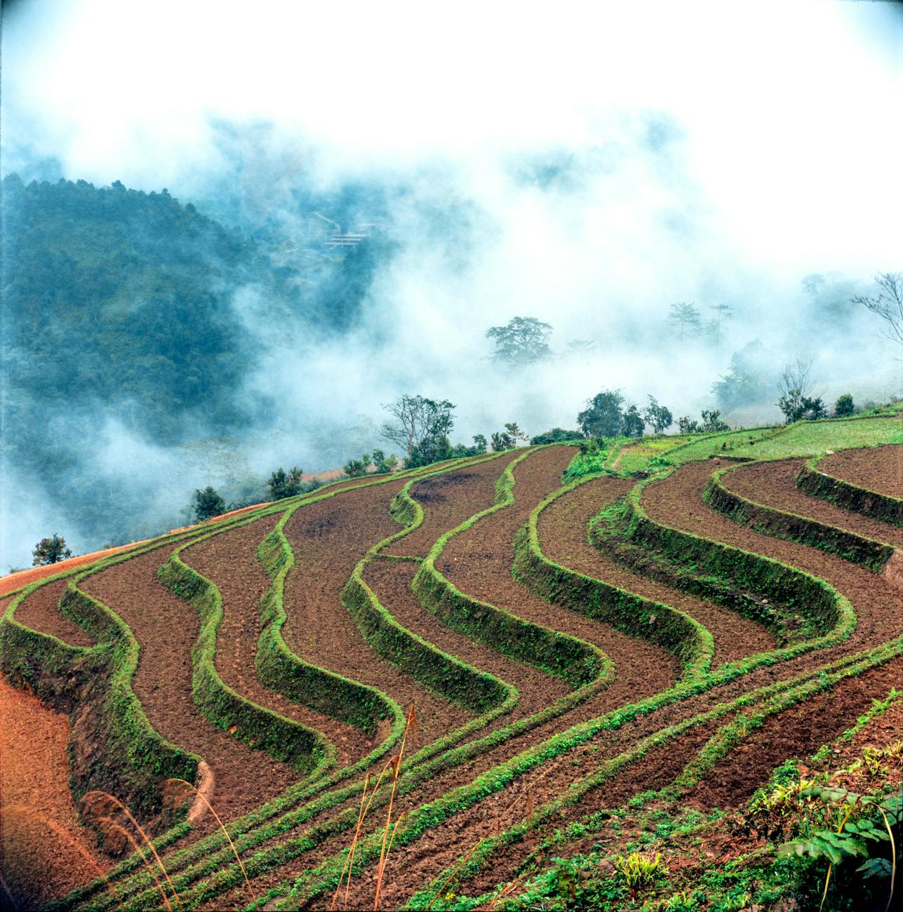 farmland terrace fields in mountains